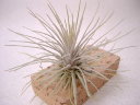 Tillandsia plumosa/GAvc v[Tt[Vbv]