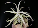 Tillandsia diguetii/GAvcEfBOGeB[t[Vbv]