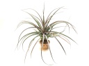 Tillandsia Streptophylla x Novakii