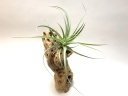 Tillandsia Duratii x Gardneri