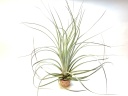 Tillandsia Zacapensis x X Floridiana