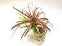 Tillandsia Roland-Gosselinii